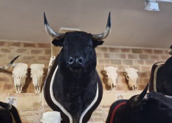 Museo de castas y encastes del toro de Lidia de Massamagrell