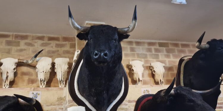 Museo de castas y encastes del toro de Lidia de Massamagrell