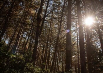 ¿Qué tipos de vida habitan en Loarre?