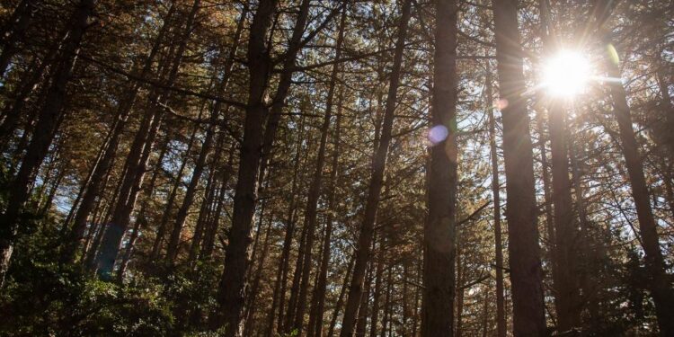 ¿Qué tipos de vida habitan en Loarre?