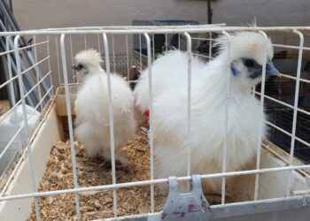 Qué hacer en Barracas, Castellón